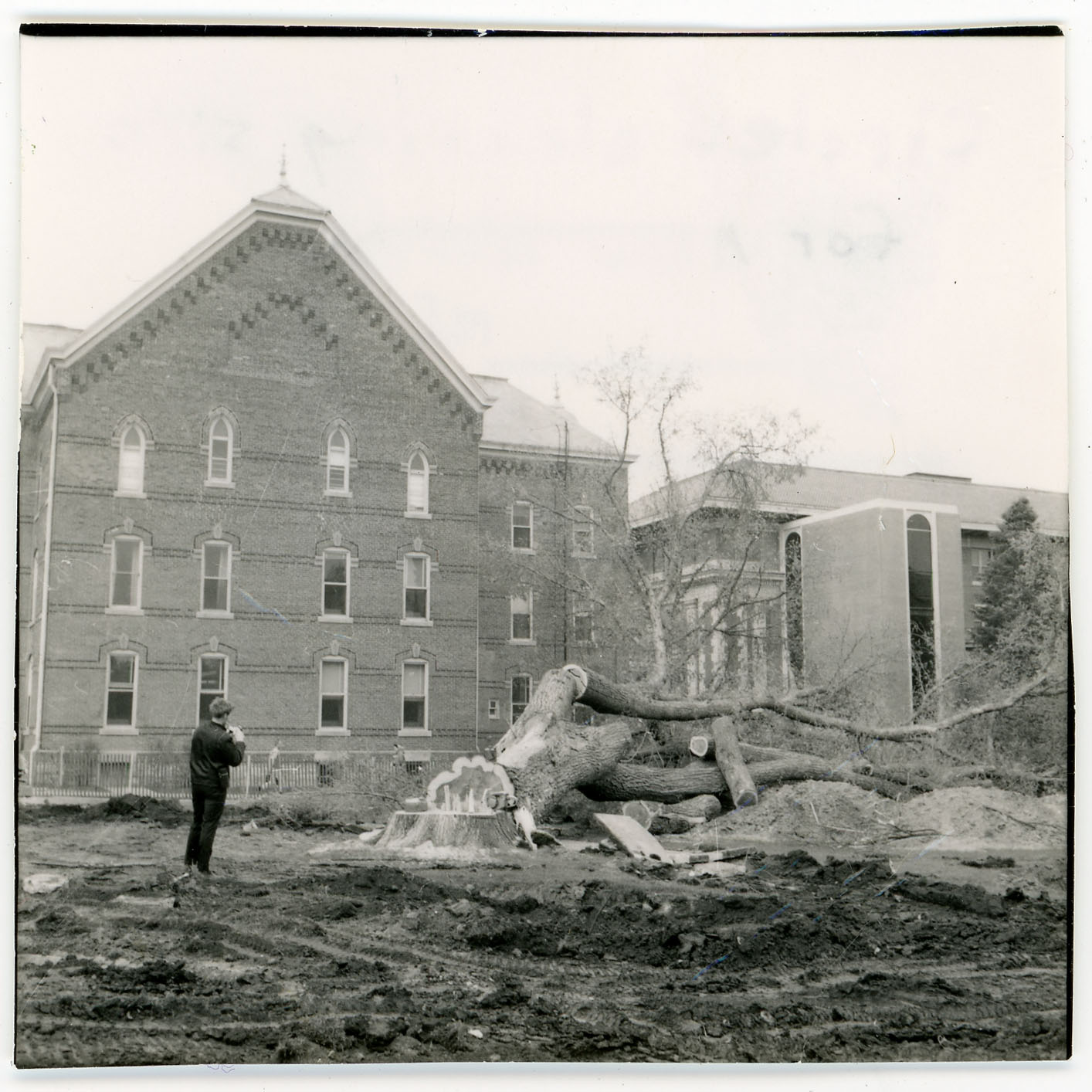 Chopped down trees in front of Old Gilchrist Hall