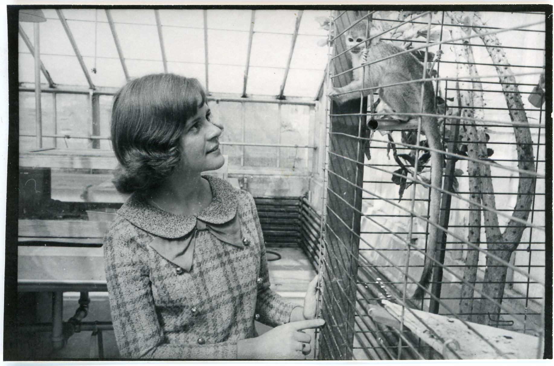 Student looking at a monkey in the greenhouse