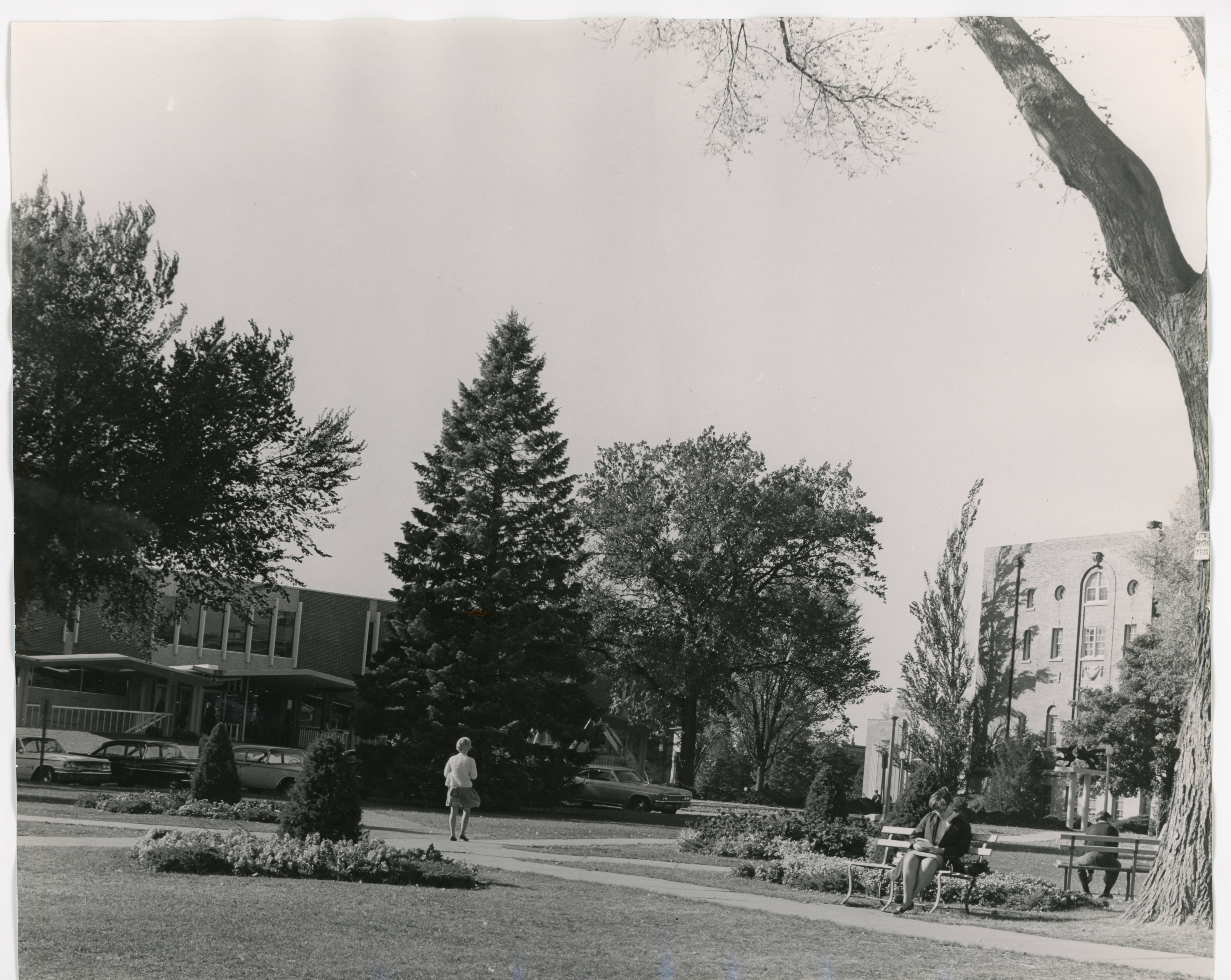 The Back Circle, c. 1966, with the oak at right center.