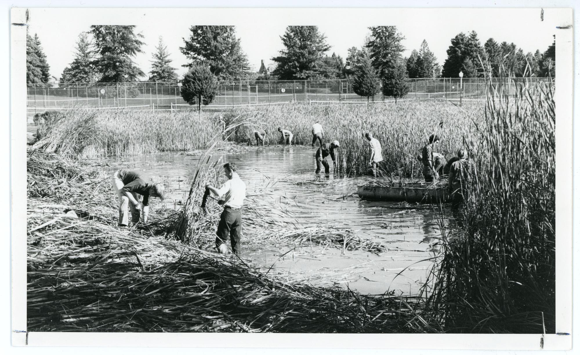 Students clearing cat-tails from Prexy's Pond