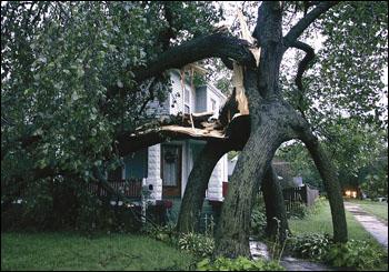 The four-trunk tree after a 2009 storm.