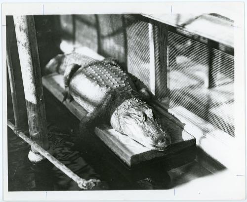 Photo of alligator sunning itself on a platform in an enclosure