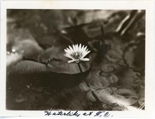 Photo of a water lily with water and lily pads in the background