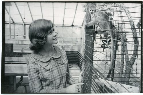 Photo of a female student looking at a monkey being housed in the UNI Greenhouse