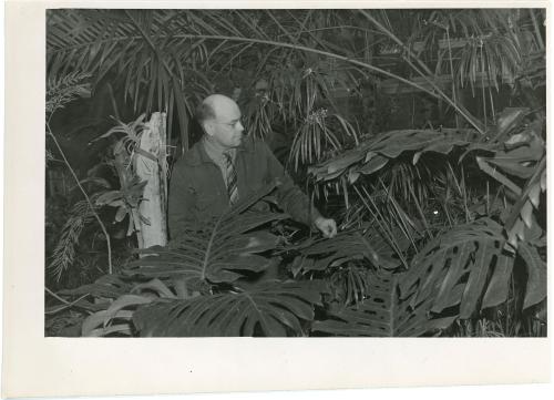 Photo of Roger Wardin inspecting some plants in the UNI Greenhouse