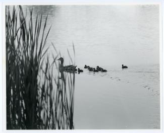 Family of ducks swimming in Prexy's Pond