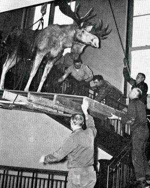 Taxidermized moose being moved 