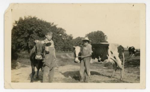 Two boys with cows.