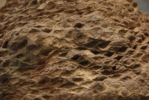 cycad fossil