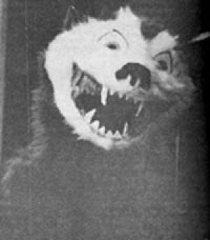 Raccoon Panther