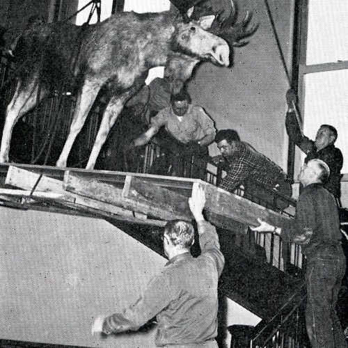About six men using pully to lower pallet with stuffed moose on it down staircase
