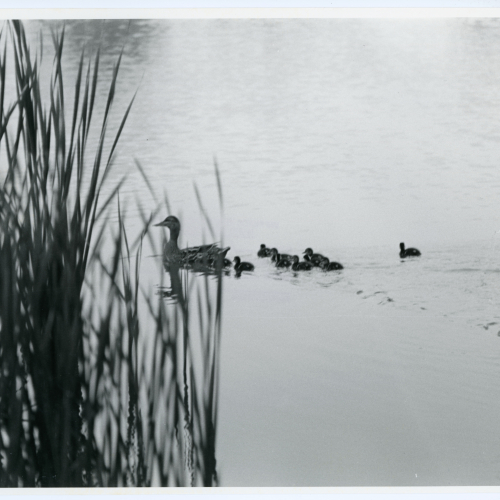 Mallard with several ducklings on Prexy's Pond