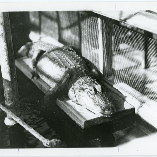 Allie the alligator on a platform