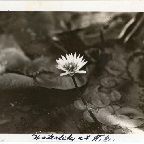 Water lilies in the old greenhouse