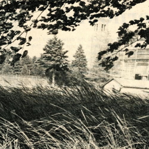 Prexy’s Pond barely visible beneath the growth of marsh plants